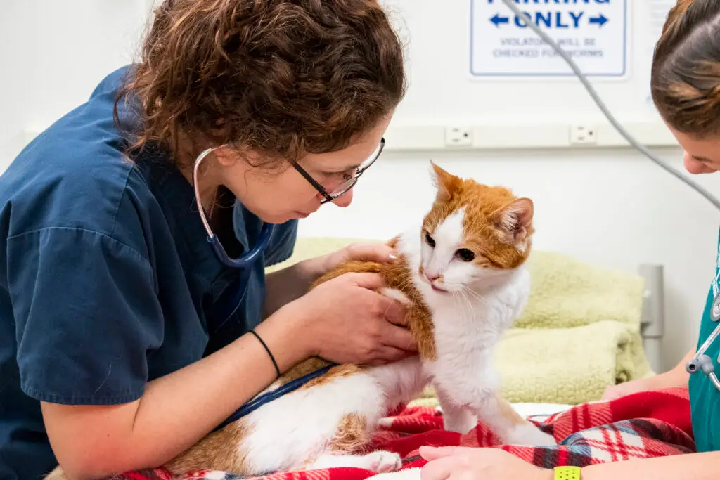 Dr. Sarah Winzelberg